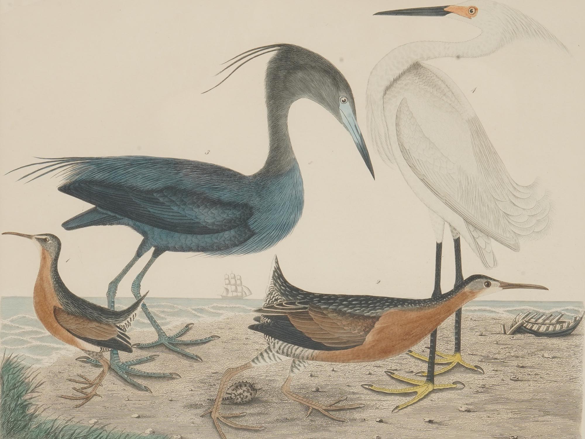 FOUR COLOR LITHOGRAPHS BIRDS BY ALEXANDER LAWSON PIC-5